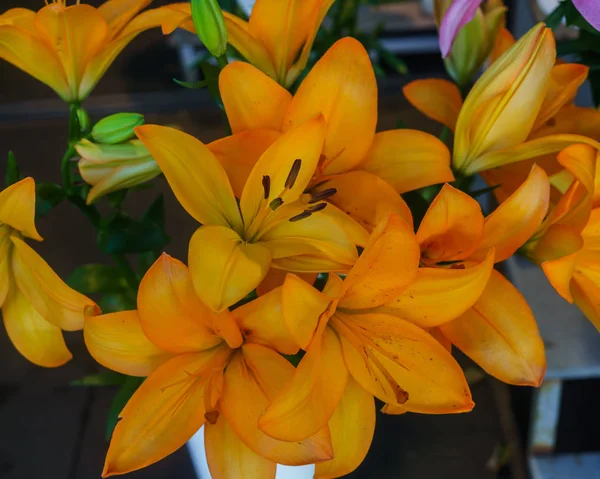 Красивые нежные цветы оранжевой лилии, необычные формы растут в саду . — стоковое фото