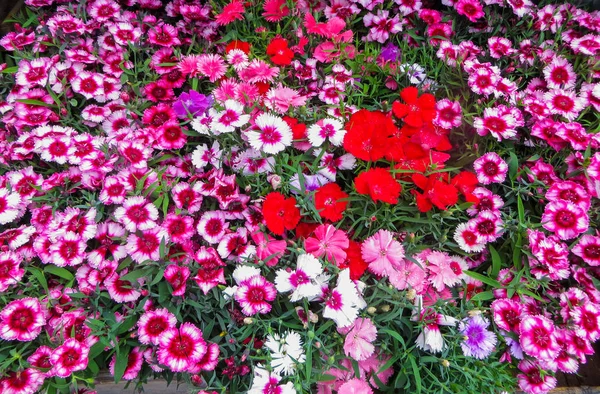 Sale of flower seedlings on the market in Riga.Latvia. — Stock Photo, Image