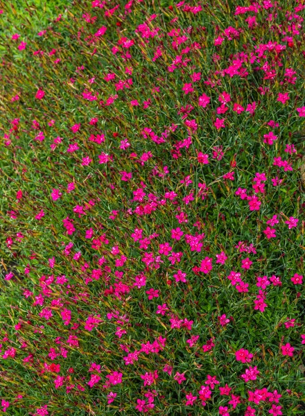 Veld bloemen. Veld roze anjers in de weide in de zomer. — Stockfoto