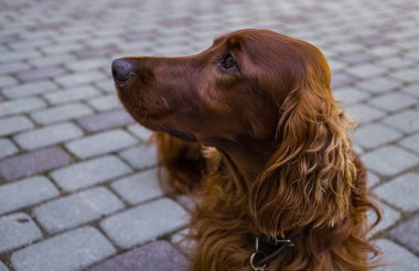 Kırmızı köpek İrlandalı Setter yakından ona söyler misin görünüyor