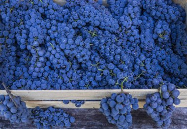 Olgun, organik mavi üzümle dolu bir kutu.