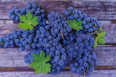 Karanlık panoları, büfe için hazırlanan zemin üzerine mavi organik üzüm.