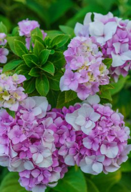 Pembe ortanca çiçek bahar ve yaz aylarında çiçek açan bir bahçede. Hydrangea macrophylla - HORTENSIA çiçek güzel bush.