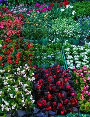 çiçek fidesi piyasada Satılık.