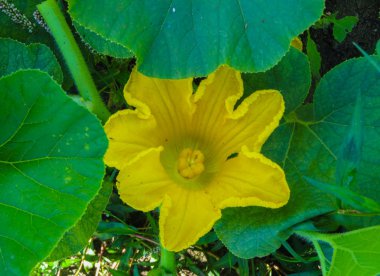 Güzel kabak çiçek sebze bitki ve yeşil yaprak arka planda ,