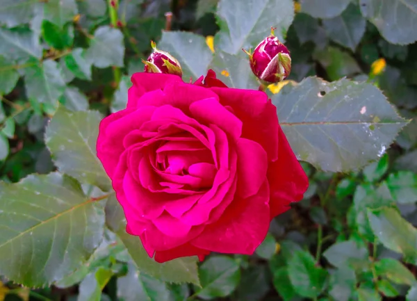 Eine Blume einer roten Rose auf einem Zweig im Garten. — Stockfoto