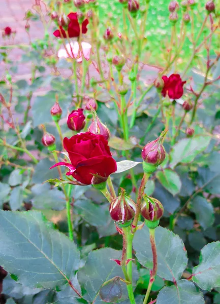 Uma flor de uma rosa vermelha em um ramo no jardim . — Fotografia de Stock
