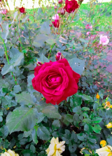 Eine Blume einer roten Rose auf einem Zweig im Garten. — Stockfoto