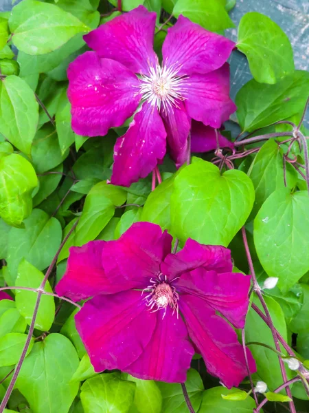 Belo brigth roxo clematis flores no jardim . — Fotografia de Stock