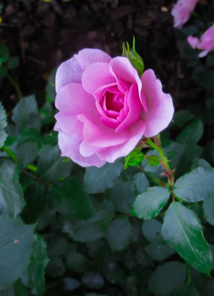花园里树枝上的一朵粉红色玫瑰的花. — 图库照片