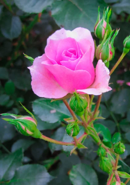 Eine Blume einer rosa Rose auf einem Zweig im Garten. — Stockfoto