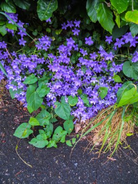 Mavi ya da mor çiçekler çan taş tencerede. Çan çiçeği çiçeği yakın çekim.