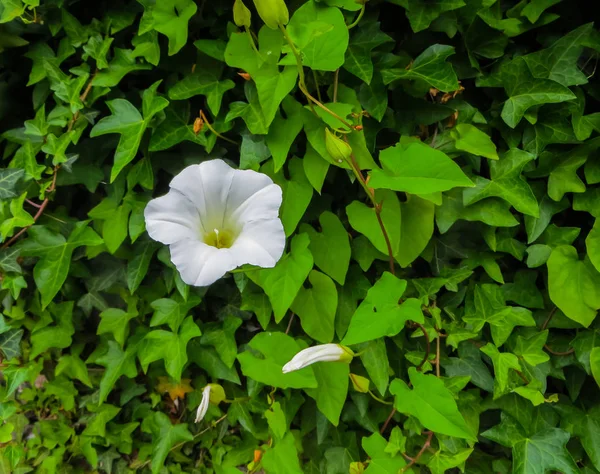 Flores branco rosa convolvulus na borda da floresta . — Fotografia de Stock