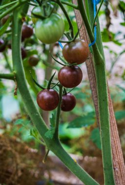 Bordo kiraz domates bir çiftlikte bir sera içinde büyük kümeleri.