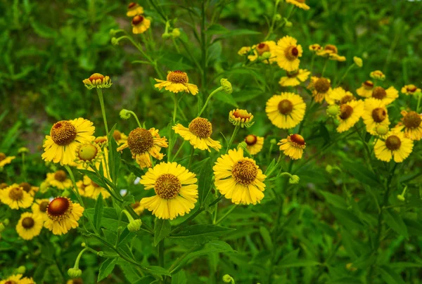 Yellow flowers of perennial plants in the garden. — Stock Photo, Image