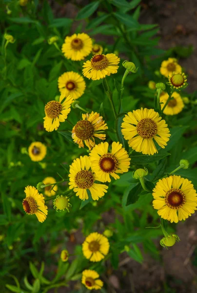 Yellow flowers of perennial plants in the garden. — Stock Photo, Image