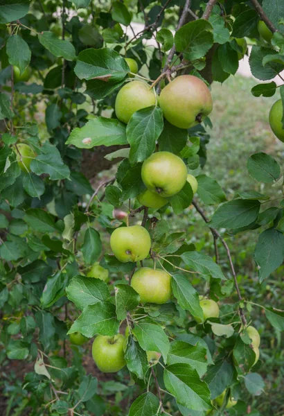 Färska unga äpplen på ett träd i trädgården. — Stockfoto