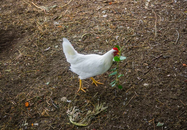 Live white hen in the backyard in the village. — Stock Photo, Image