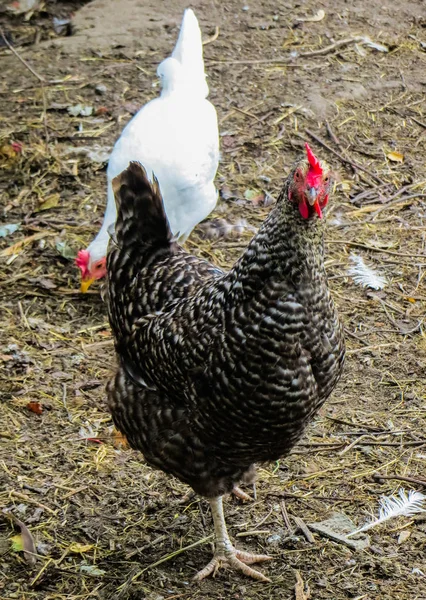 Bir kırsal çiftlik avlu, güzel renkli tavuklar yakın çekim. — Stok fotoğraf