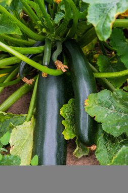 Bahçedeki yaprakları yeşil kabak gözatma dibinden.