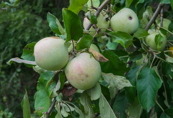 Свіжі молоді яблука на дереві в саду . — стокове фото