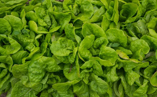 Eine ganze Reihe grüner Salate im Gemüsegarten auf dem Bauernhof. — Stockfoto
