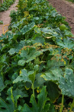 yataklar ile kabak köy bahçesinde.