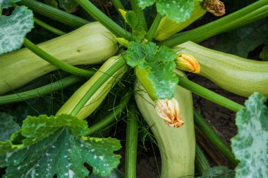 Bahçe hasat hazır olgun organik kabak.