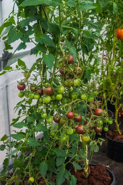 Enormes racimos de tomates cereza de color burdeos en un invernadero en una granja . — Foto de Stock
