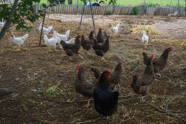 Live homemade chickens on the backyard in the village. — Stock Photo, Image