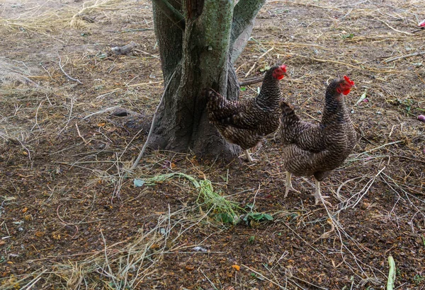 Live homemade chickens on the backyard in the village. — Stock Photo, Image