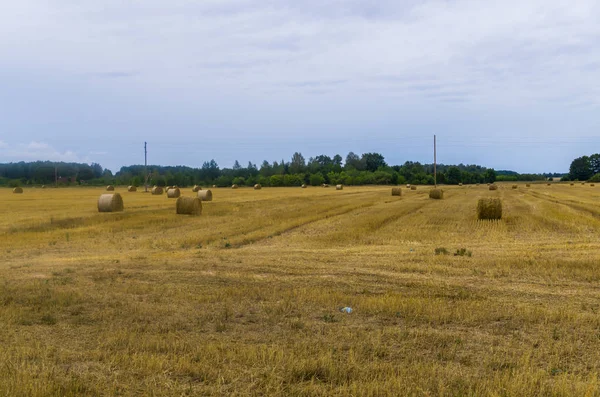 bundles of hay rolls on the farmland, twisted hay in the field.