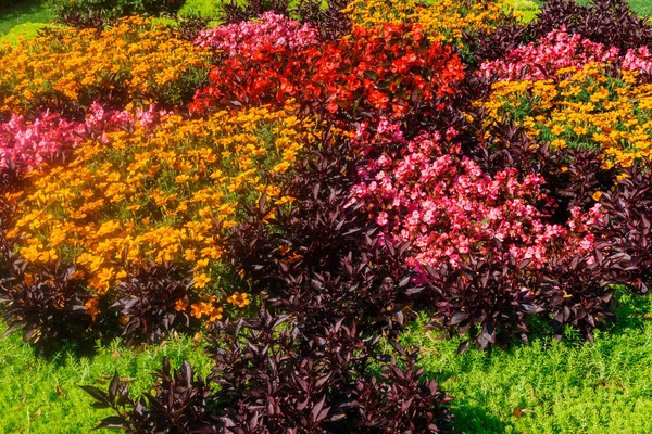 Hermoso paisaje de jardín de verano. Composición decorativa colorida de las flores en el césped fresco del patio trasero . — Foto de Stock