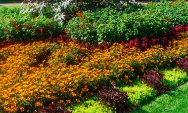 Güzel yaz Bahçe peyzaj. Renkli çiçekler taze arka bahçesinde'nın bahçesinde dekoratif kompozisyon.