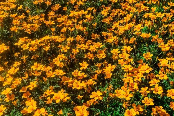 Mooie zomertuin landschap. Decoratieve compositie van de kleurrijke bloemen op het gazon van verse achtertuin. — Stockfoto