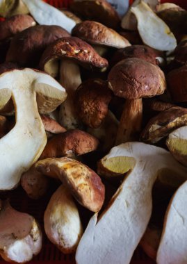 Tahta zeminin üzerinde mantar mantarı var. Autumn Cep Mantarları. Lezzetli organik mantar pişiriyorum. Gurme yemekleri..