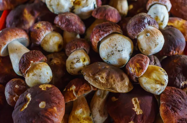 Mushroom Boletus over Wooden Background.秋天9月蘑菇。烹调美味的有机蘑菇。食糖食品. — 图库照片