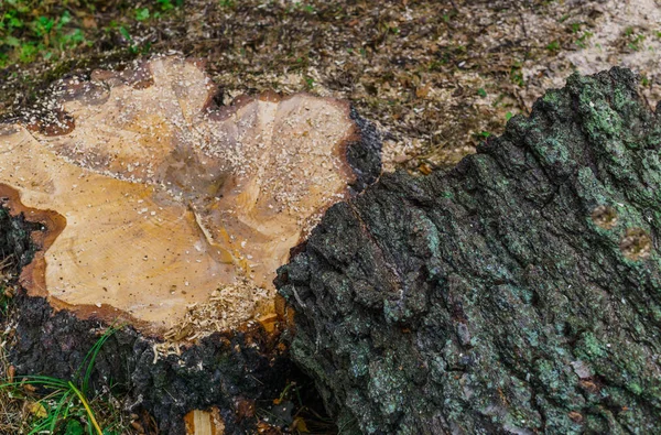 Два берези, що впали після шторму, розрізані на дрова . — стокове фото