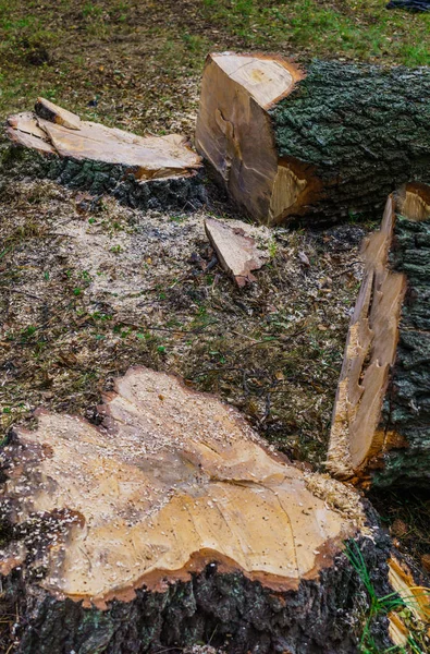 Fırtınadan sonra düştü iki ağaç yakacak odun kesilir. — Stok fotoğraf