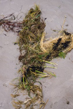 Yosun Gulf of Riga, Letonya, Kurzeme sahil kıyısında.