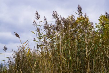 Reed Gulf of Riga, Letonya, Kurzeme sahil kıyısında.