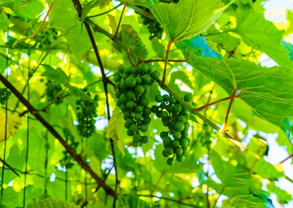 Mûrir raisins verts suspendus sur les branches de raisin . — Photo