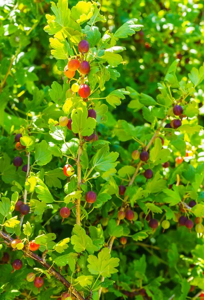 Arbusto de groselha espinhosa com bagas maduras no jardim de verão . — Fotografia de Stock