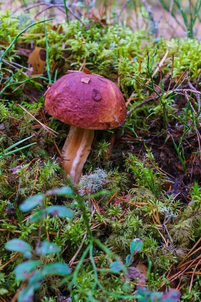 Mushroom Boletus over Wooden Background.秋天9月蘑菇。烹调美味的有机蘑菇。食糖食品. — 图库照片