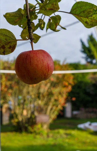 Branch of apple trees bending under the weight of fruit. Autumn orchard. — Stock Photo, Image