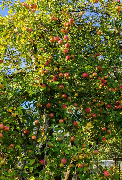 Ветвь яблонь сгибается под тяжестью фруктов. Осенний сад. — стоковое фото