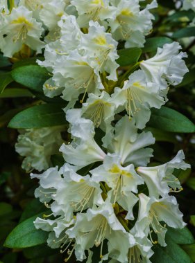 Şehir bahçede güzel beyaz ormangülü çiçek.