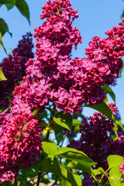 Koyu kestane terry karşı mavi bir gökyüzü leylak.