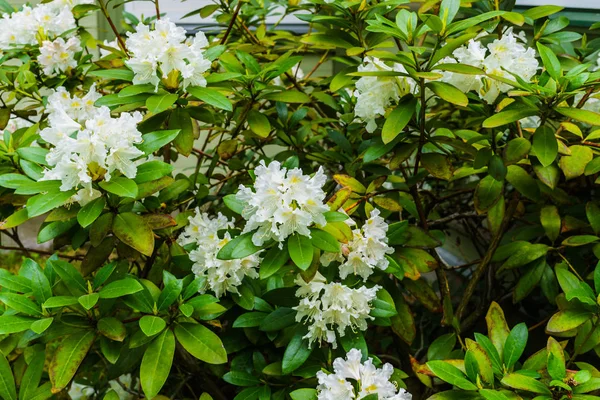 Krásné bílé rododendron květiny v zahradě města. — Stock fotografie