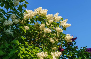 Beyaz terry leylak yaprakları bahar gökyüzü arka planı ile fırça.